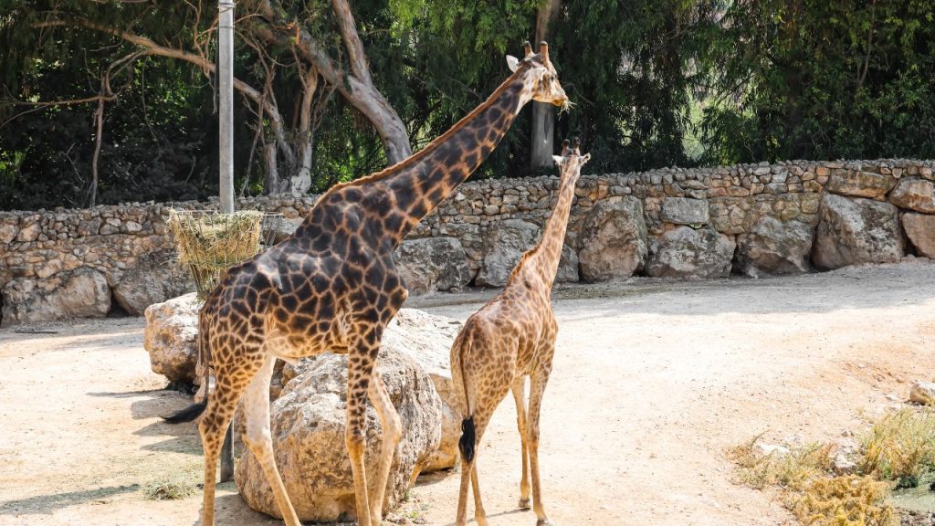 Zoological park