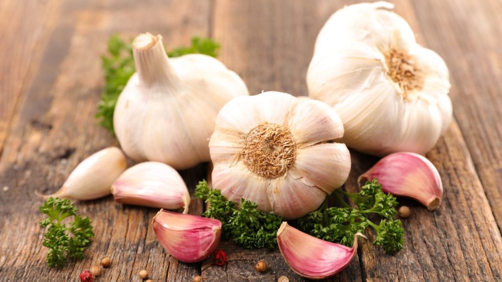 Prebiotic rich garlic