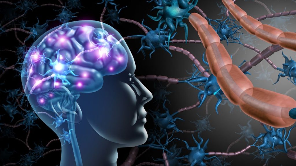 Nerve muscles of human brain