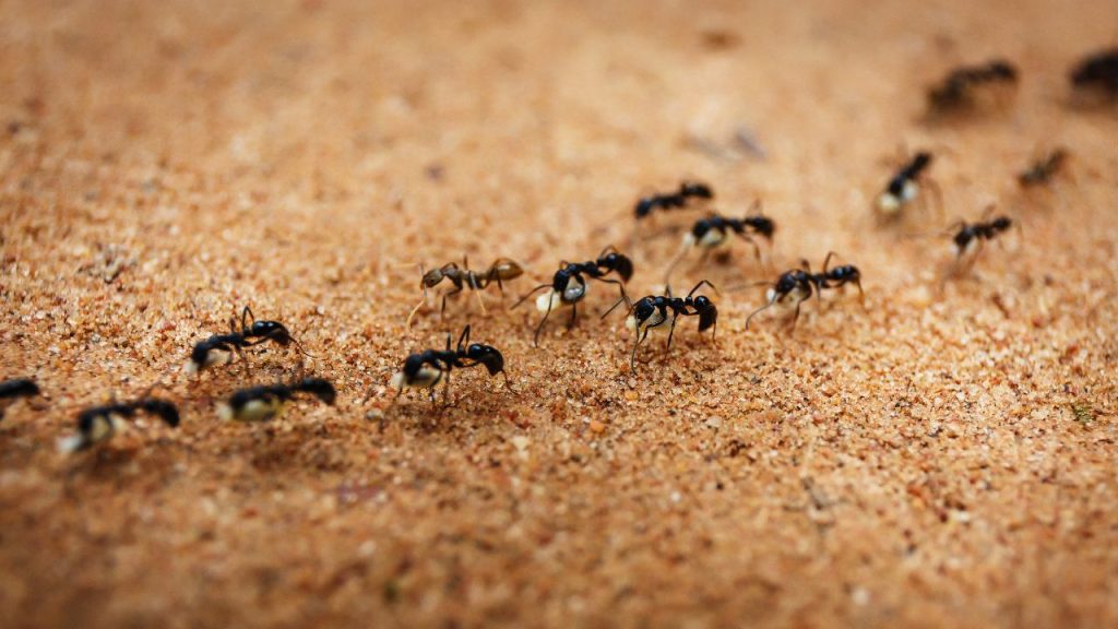 Ants colony