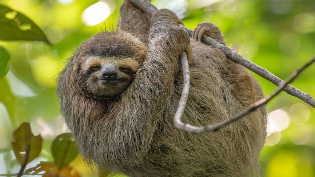 A sloth on the tree