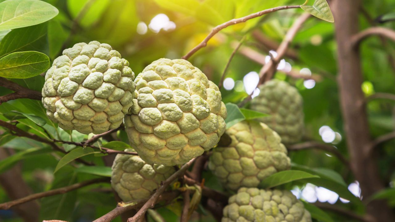 custard apple benefits